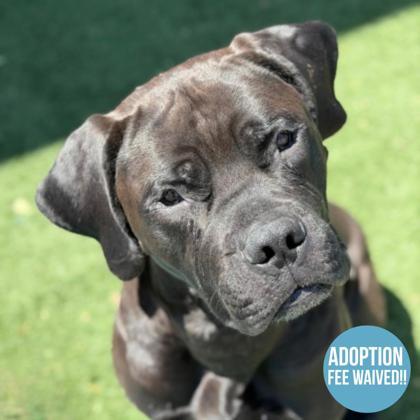 Grizelda, adoptable, Adult Female Mastiff.