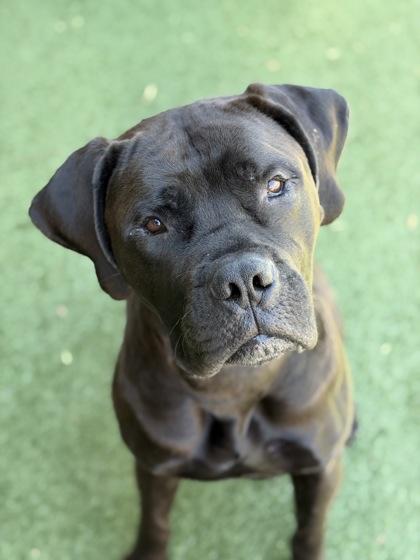 Grizelda, an adoptable mixed breed in Sacramento, CA image 6/6