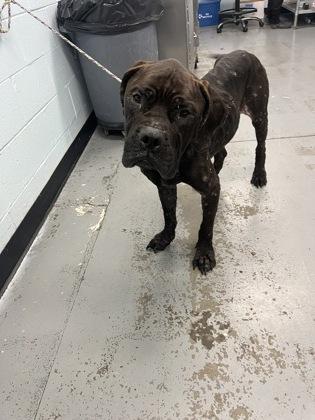 Grizelda, an adoptable mixed breed in Sacramento, CA image 6/6