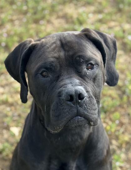 Enlarge Grizelda, an adoptable mixed breed in Sacramento, CA image 1/3