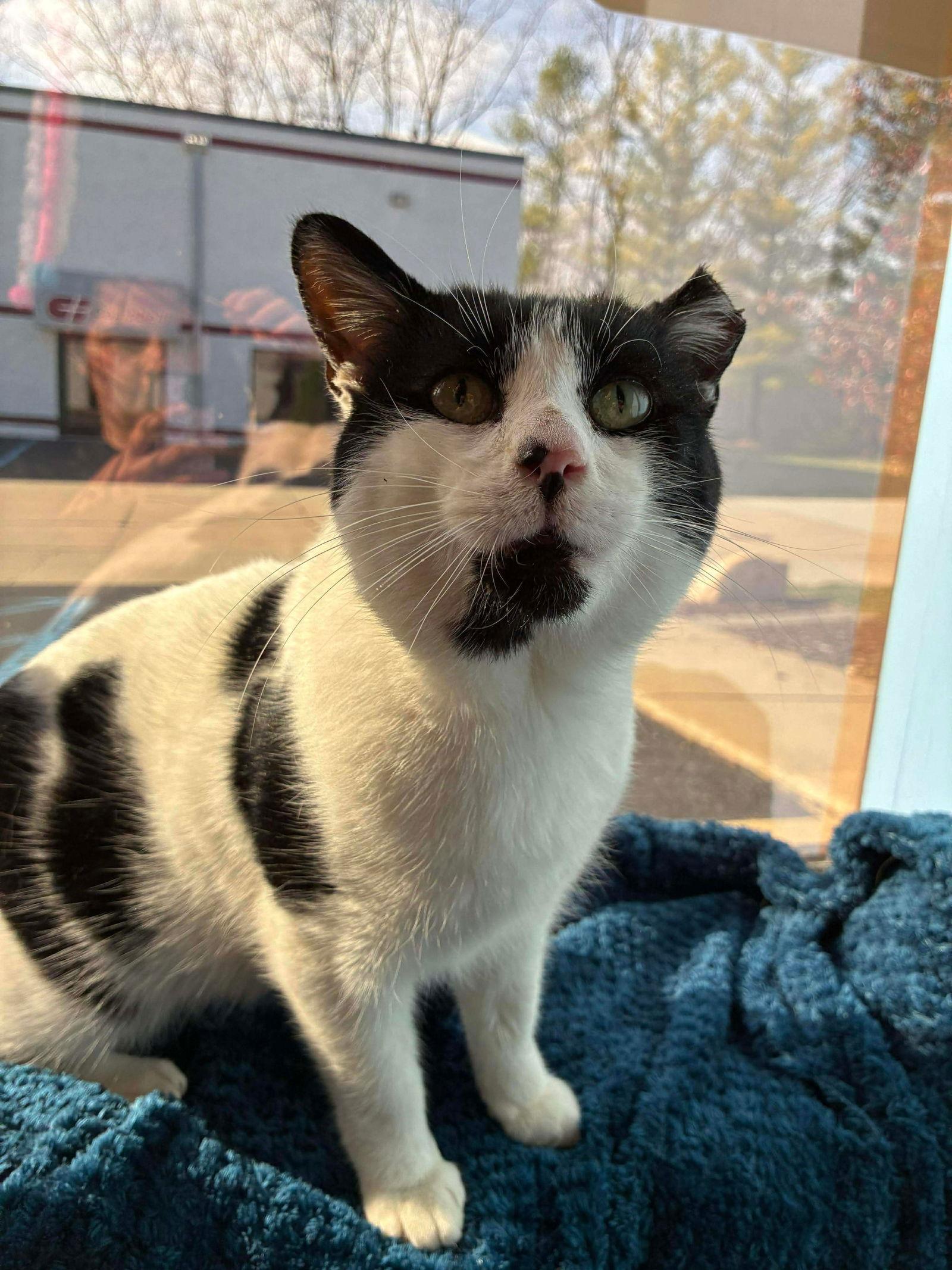 Rocky, Adopted, Adult Male Domestic Short Hair.