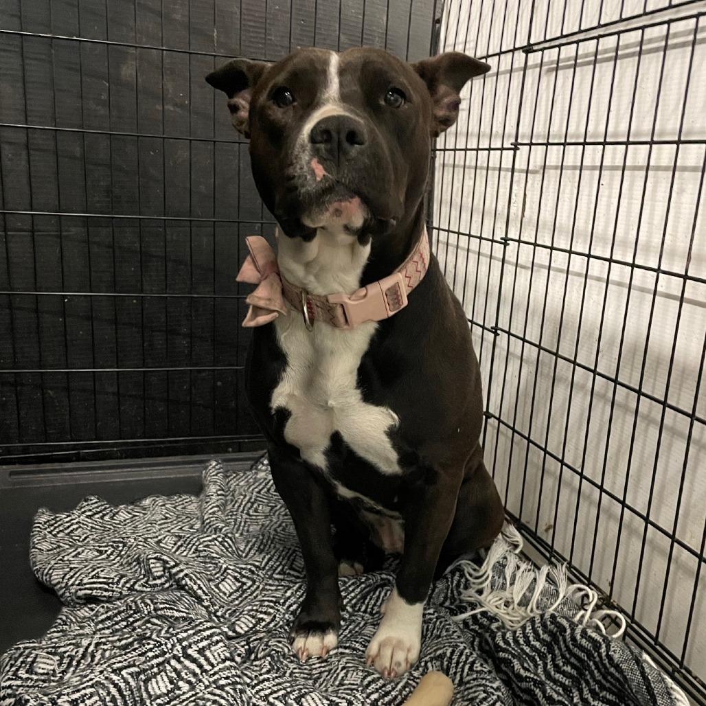 Estrella, a Adoptable Pit Bull Terrier in St. Louis, MO image 2/6