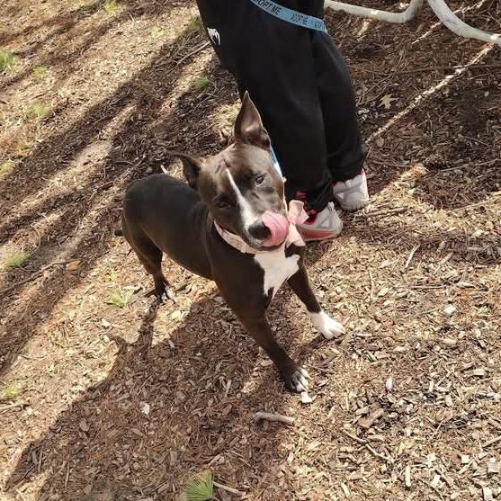 Estrella, a Adoptable Pit Bull Terrier in St. Louis, MO image 3/6