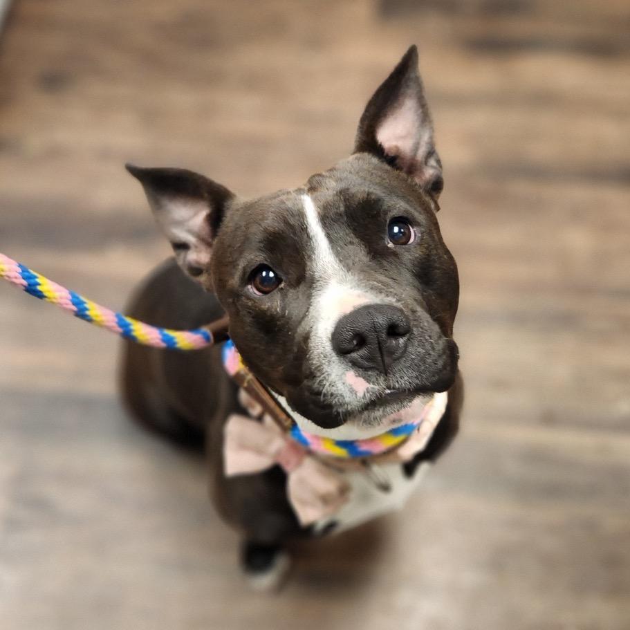 Estrella, a Adoptable Pit Bull Terrier in St. Louis, MO image 4/6