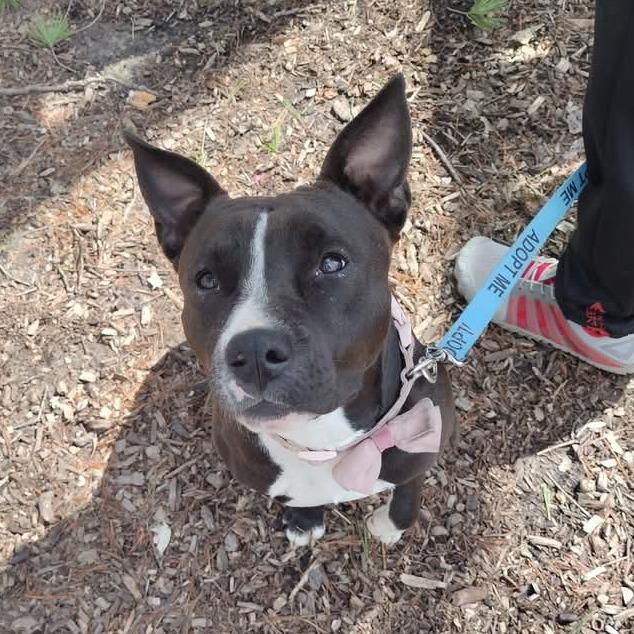 Estrella, a Adoptable Pit Bull Terrier in St. Louis, MO image 5/6