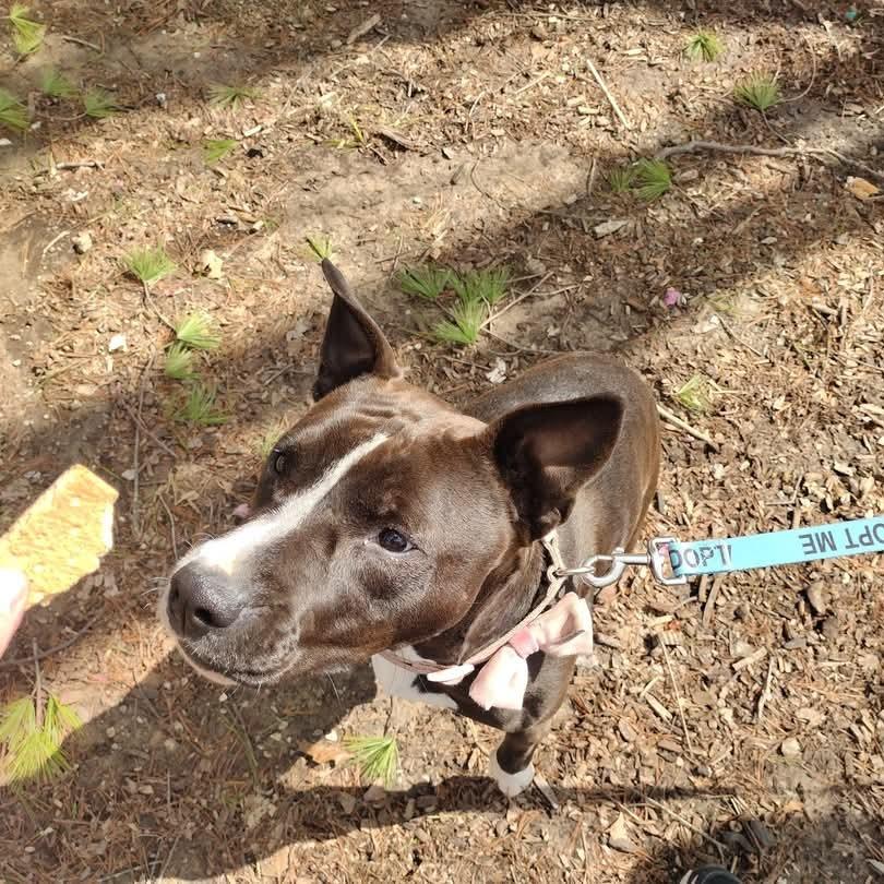 Estrella, a Adoptable Pit Bull Terrier in St. Louis, MO image 6/6