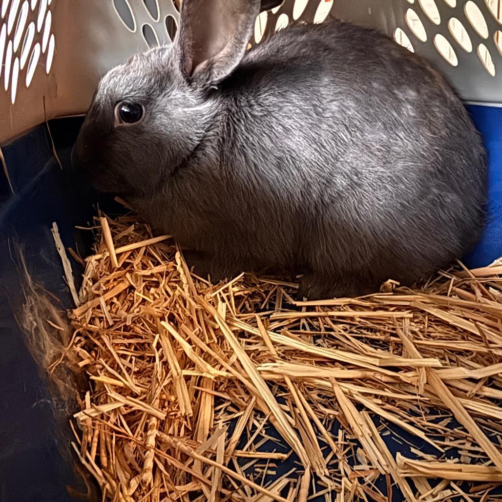 Trixie, Adoptable, Young Female American.