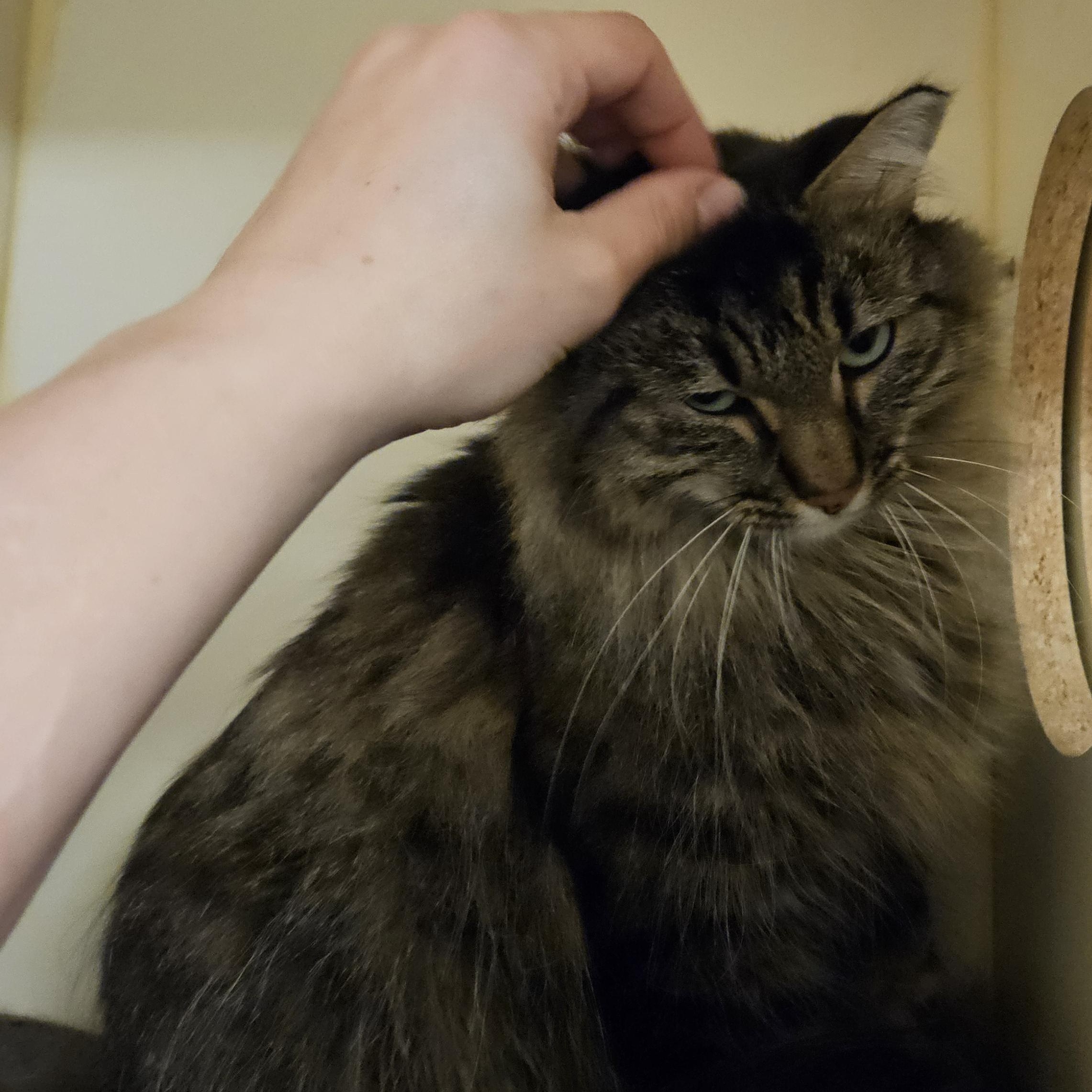 Baby , a ADOPTABLE mixed breed in Antioch, IL image 2/2