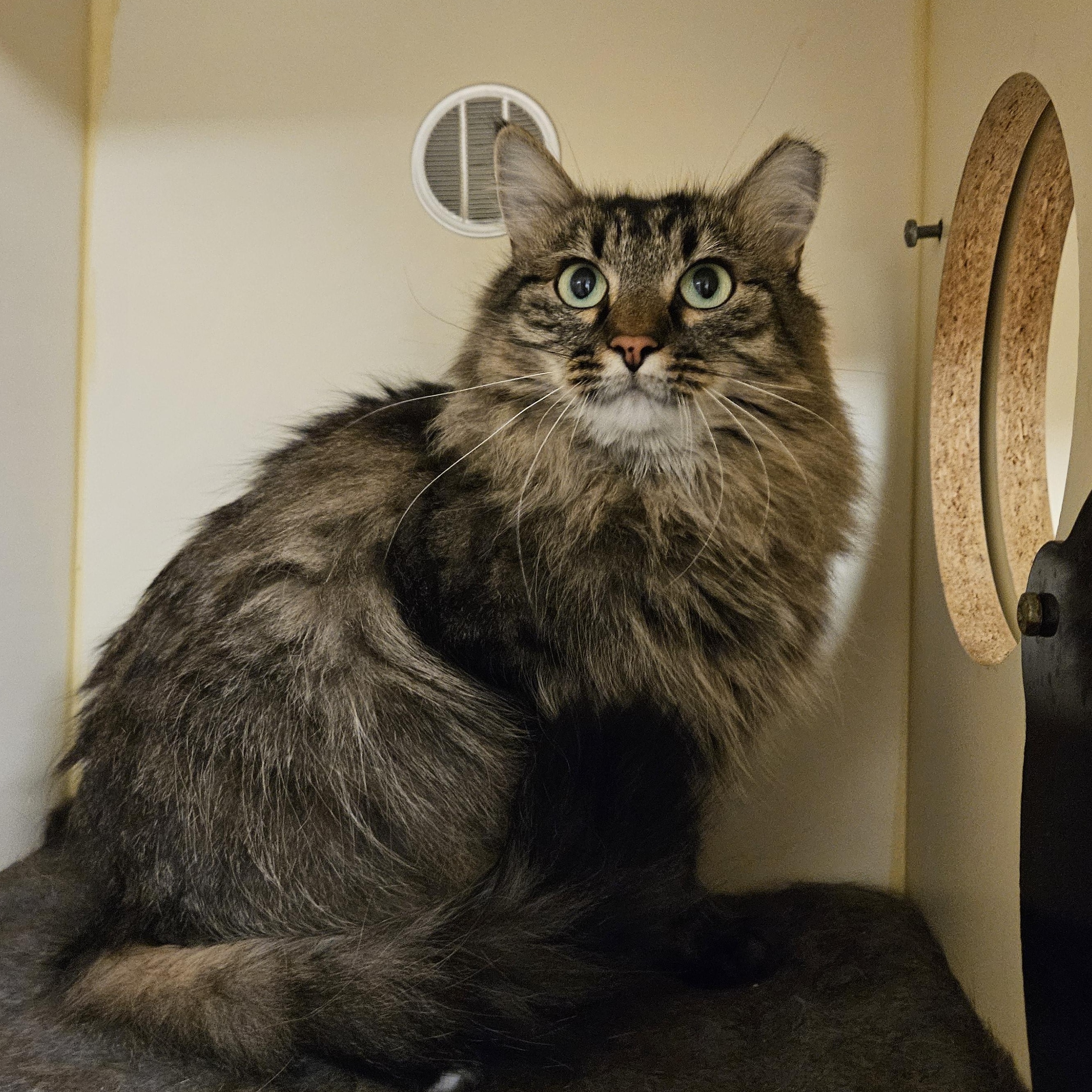 Baby , ADOPTABLE, Adult Female Domestic Long Hair & Maine Coon.