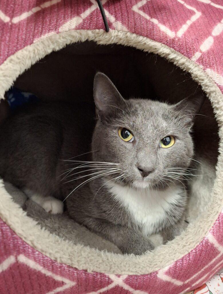 Enlarge LEONARDO, a ADOPTABLE Domestic Short Hair in Ironwood, MI image 1/2