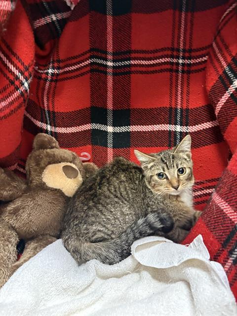 MABEL, Adoptable, Kitten Female Domestic Short Hair.