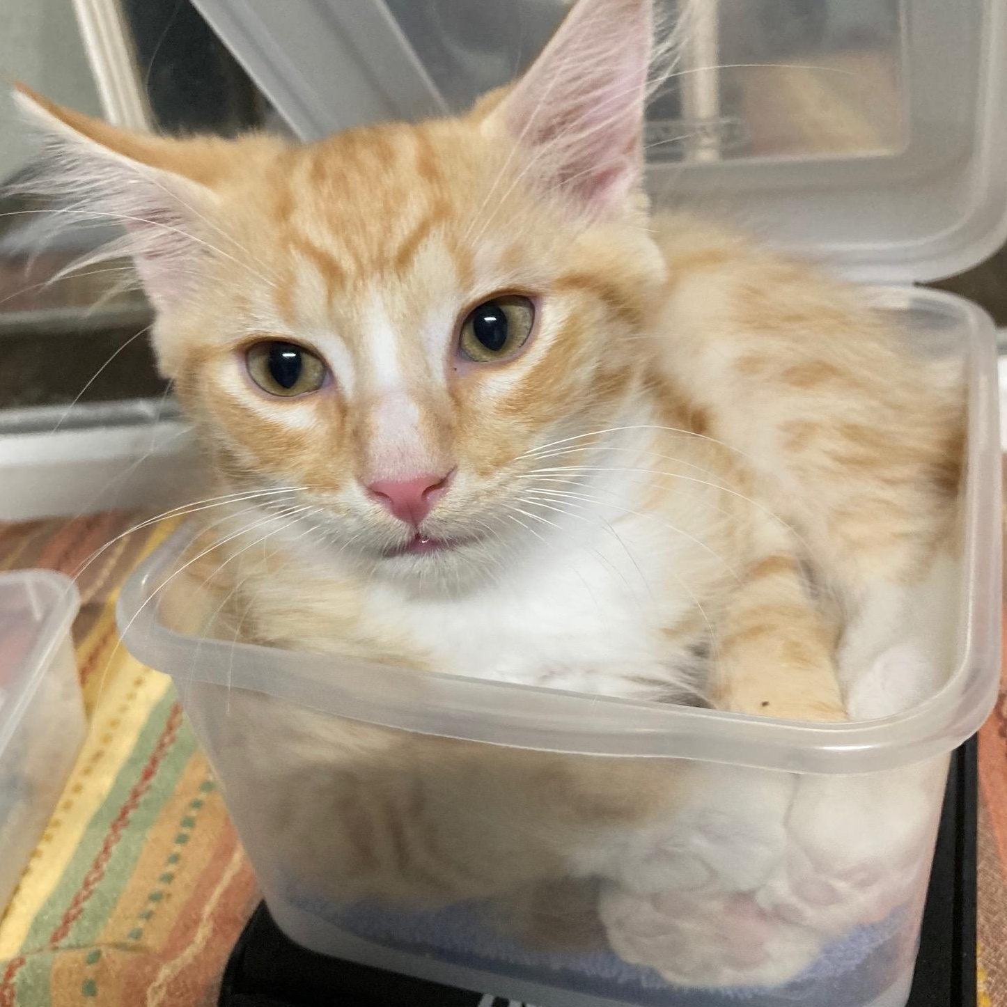 MARMALADE, an adopted mixed breed in Watkinsville, GA image 2/4