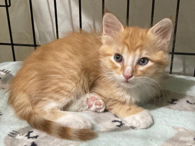 MARMALADE, an adopted mixed breed in Watkinsville, GA image 3/4