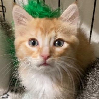 MARMALADE, an adopted mixed breed in Watkinsville, GA image 4/4