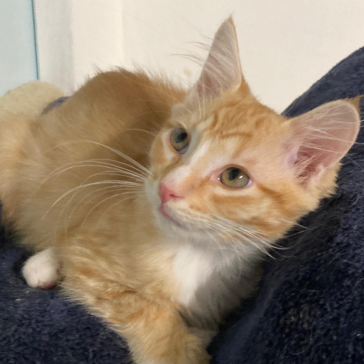 MARMALADE, adopted, Kitten Male Domestic Medium Hair.