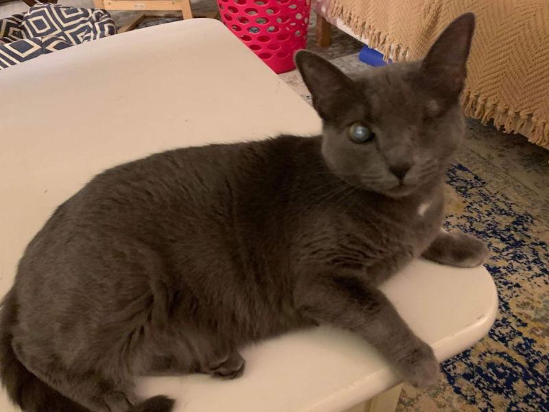 Silver (FELV+ Foster Kitty), Adoptable, Senior Female Domestic Short Hair.