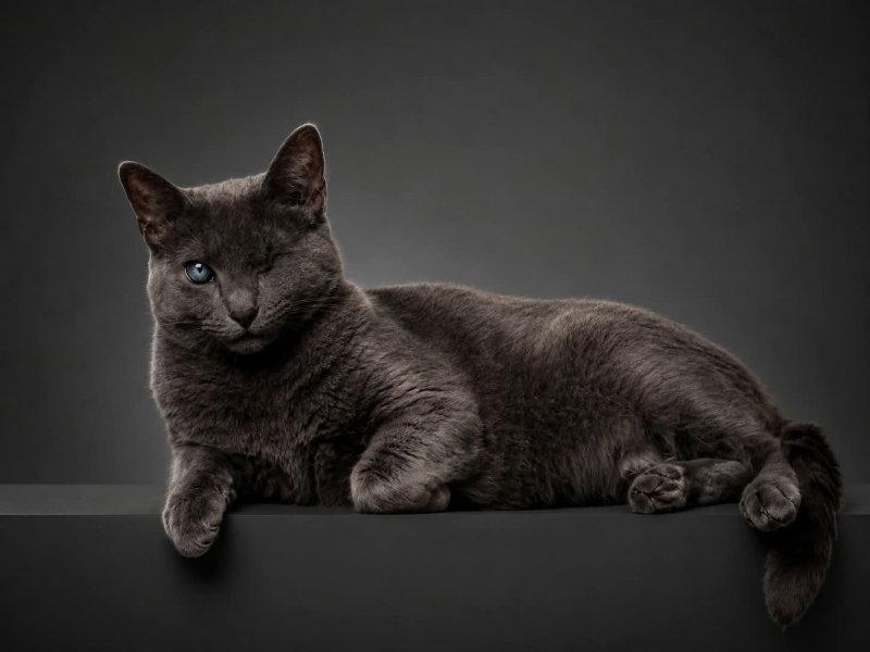 Silver (FELV+ Foster Kitty), a Adoptable Domestic Short Hair in Gettysburg, PA image 1/3