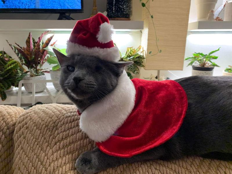 Enlarge Silver (FELV+ Foster Kitty), a Adoptable Domestic Short Hair in Gettysburg, PA image 2/3