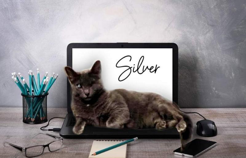 Silver (FELV+ Foster Kitty) — thumbnail 3