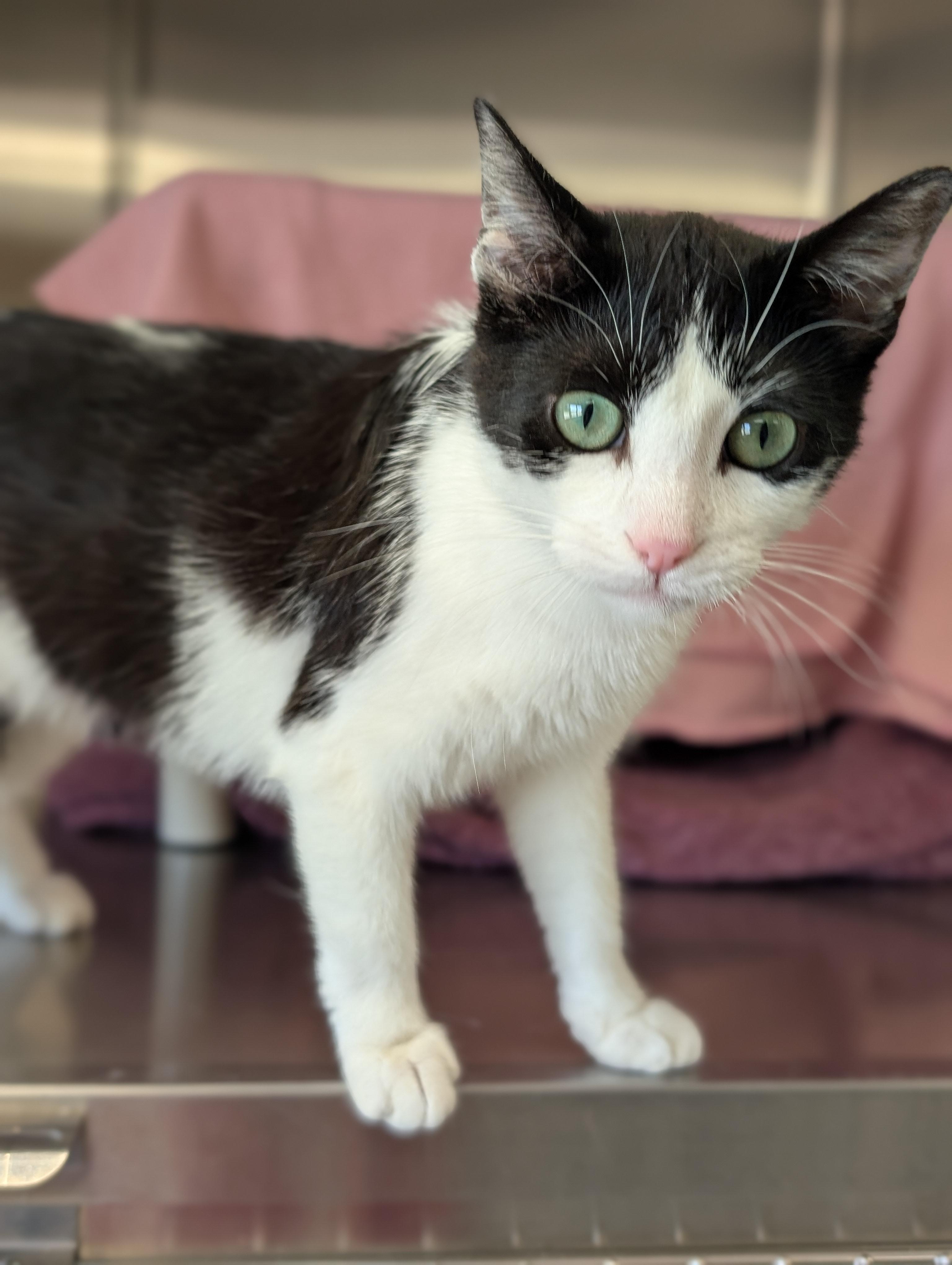 Magpie, an adopted Domestic Short Hair in Jefferson, WI image 2/2