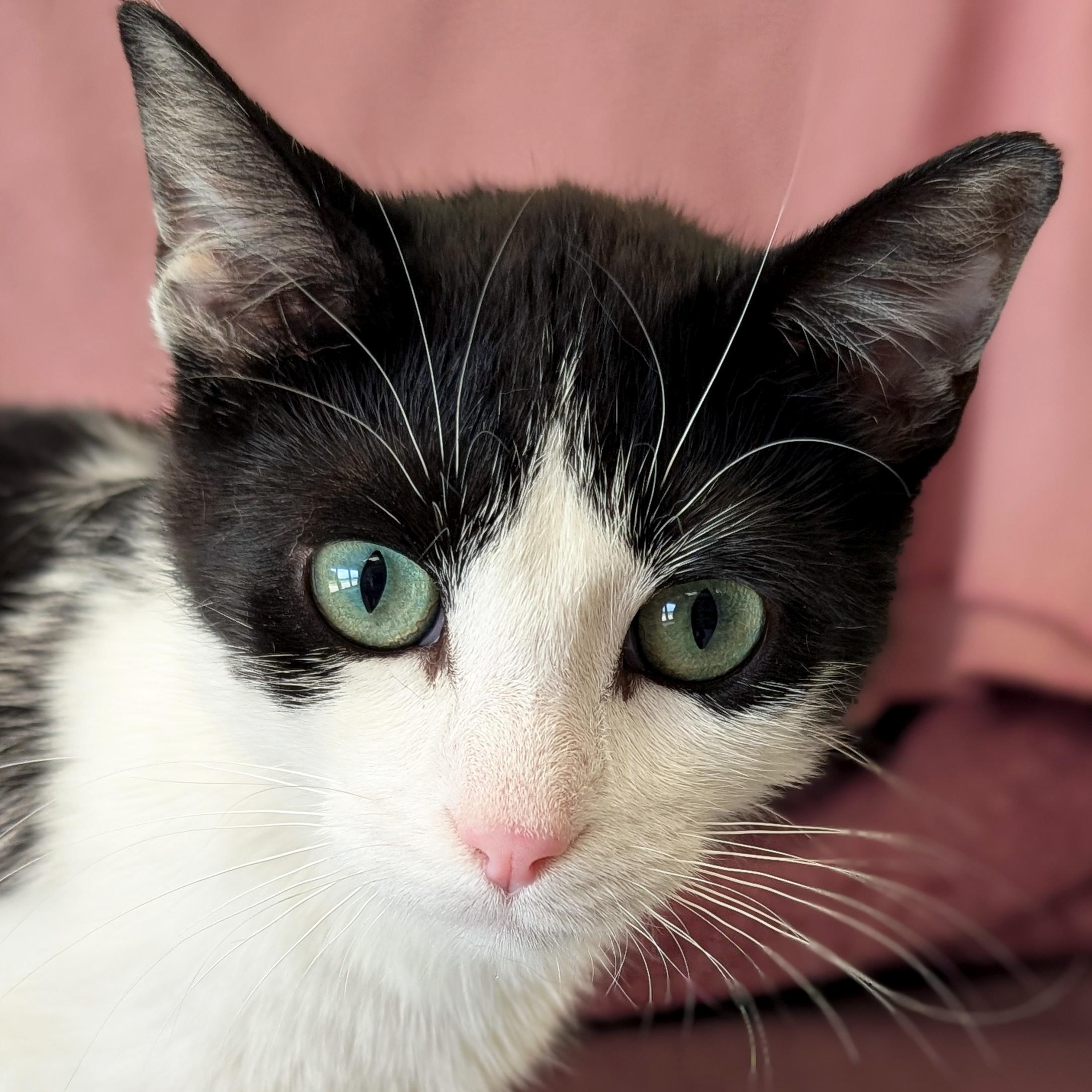 Magpie, adopted, Young Female Domestic Short Hair.