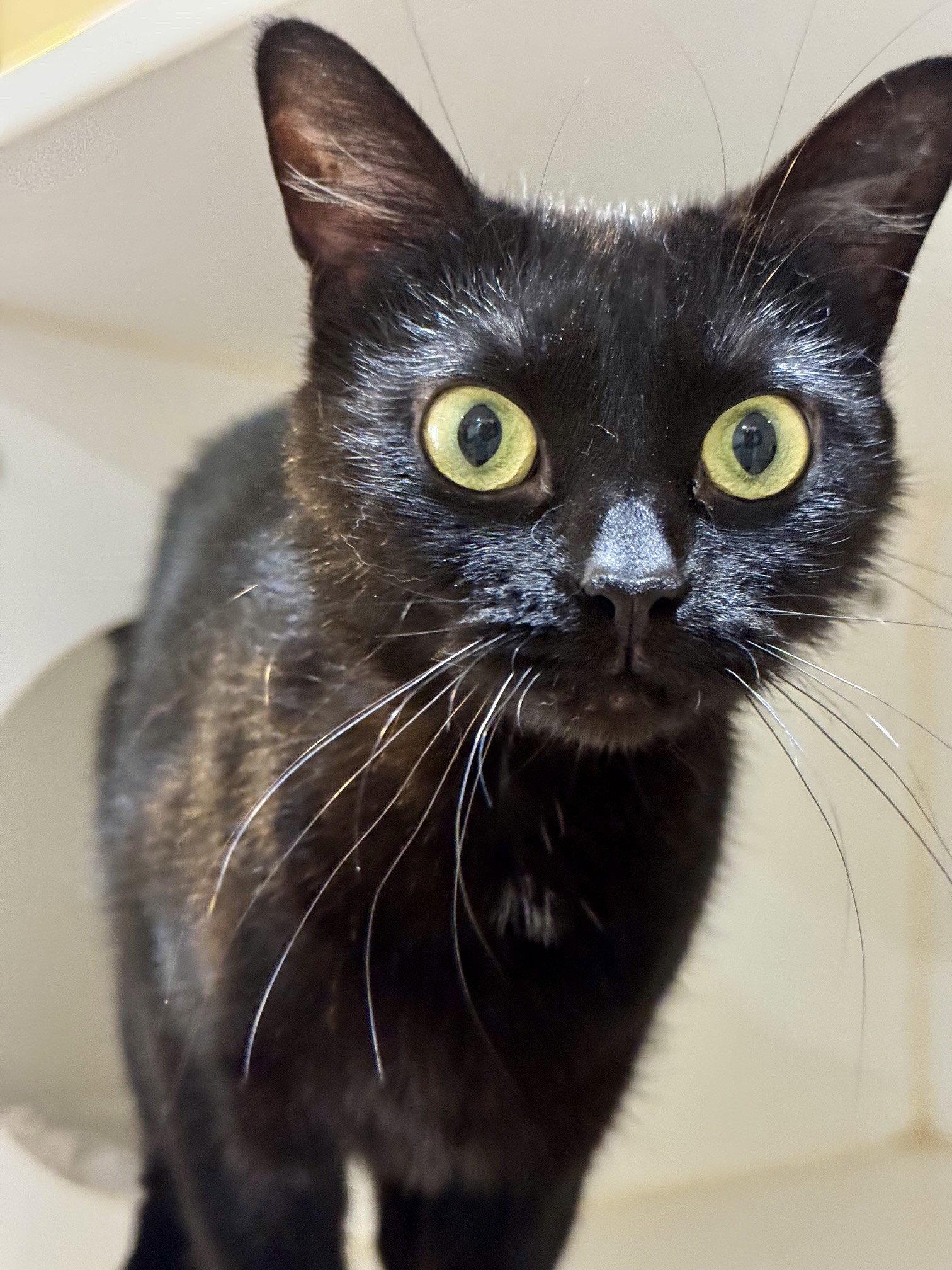 Gemma, Adoptable, Adult Female Domestic Short Hair.