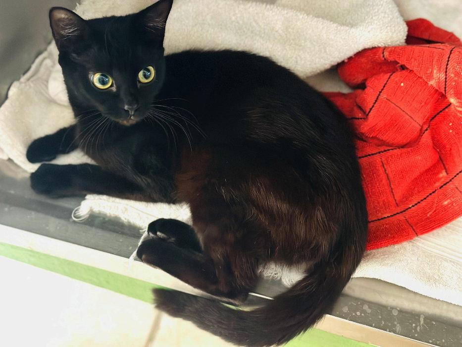 Enlarge Gemma, a Adoptable Domestic Short Hair in Hilton Head Island, SC image 2/3