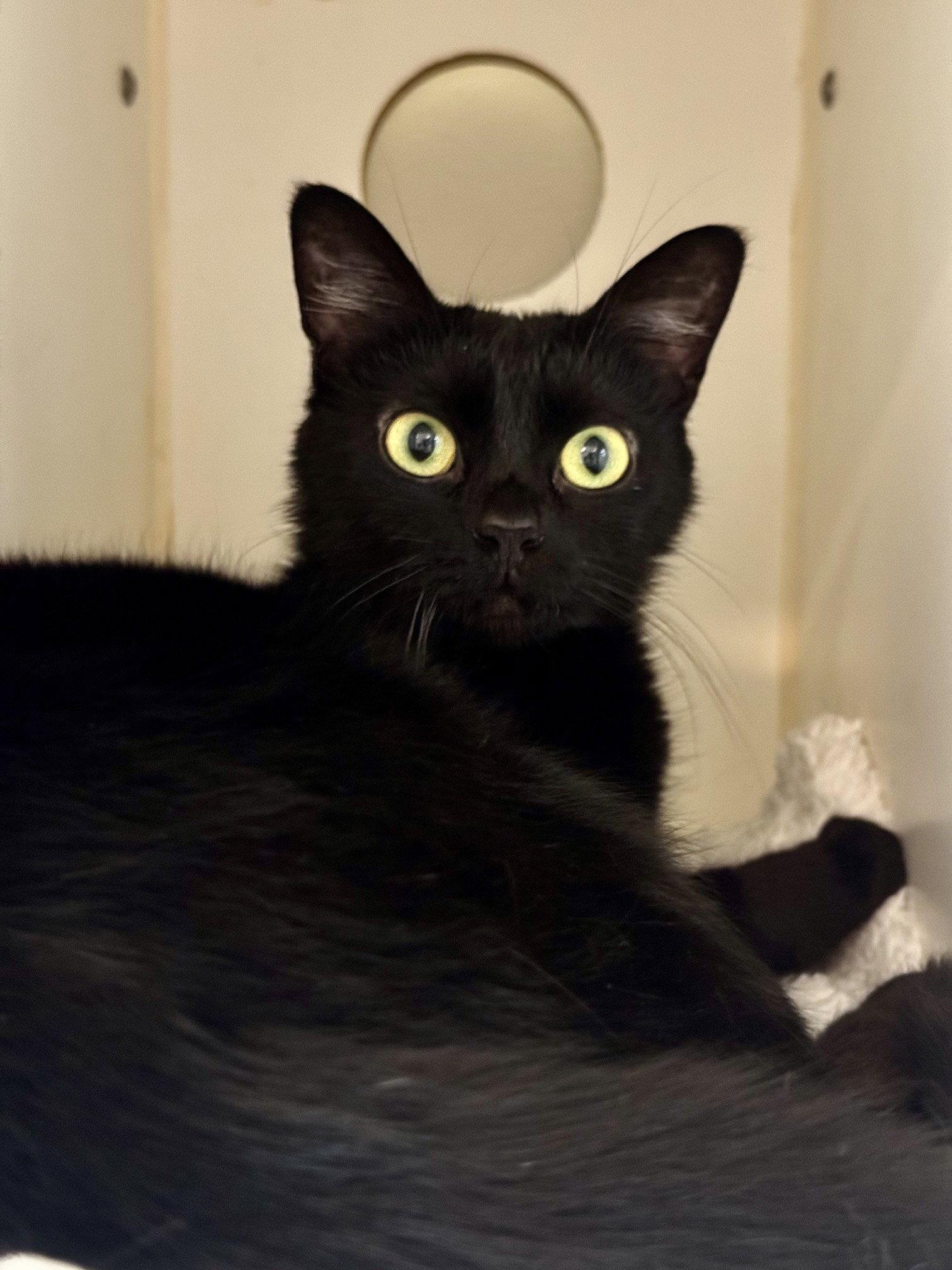 Enlarge Gemma, a Adoptable Domestic Short Hair in Hilton Head Island, SC image 3/3