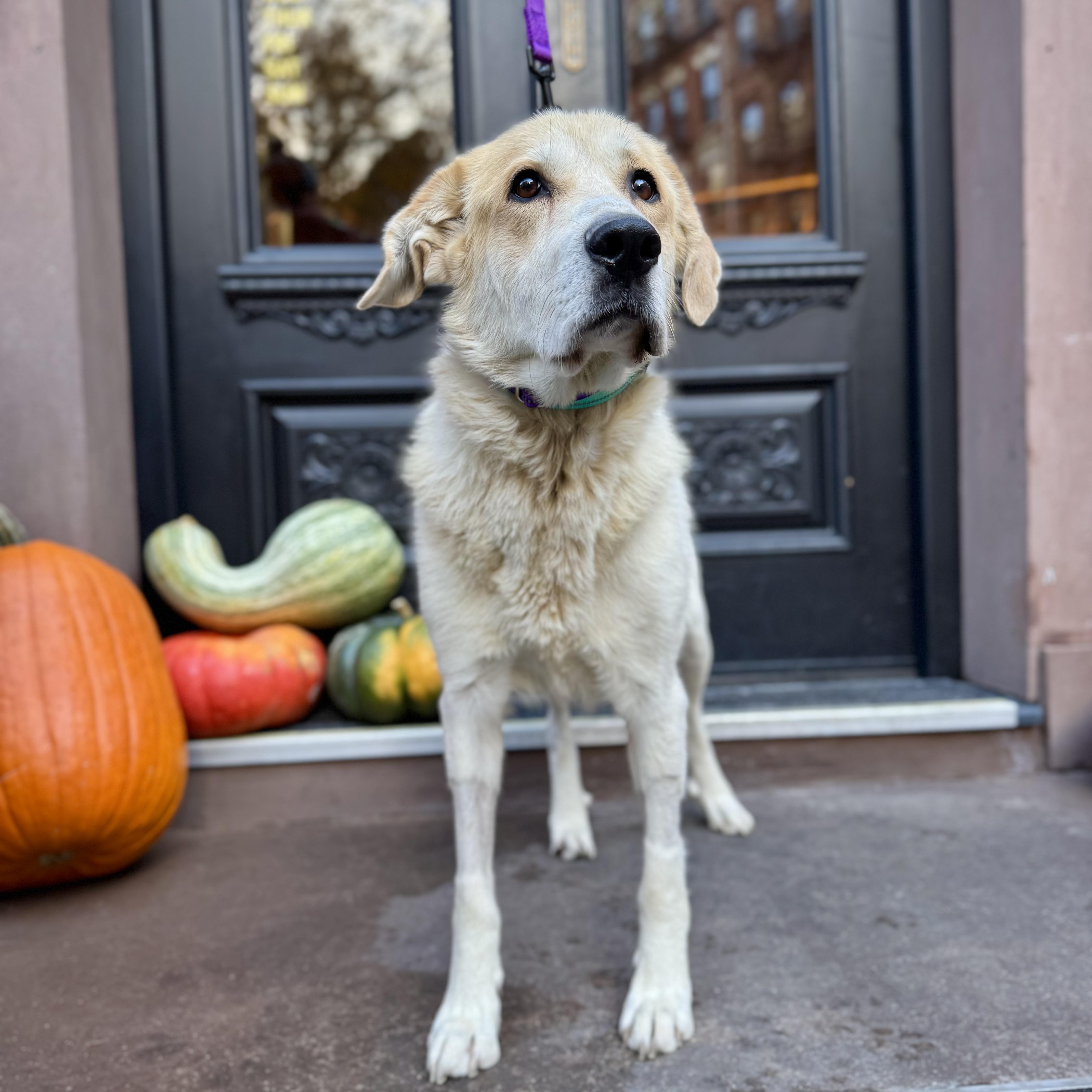 The Shining thumbnail 3