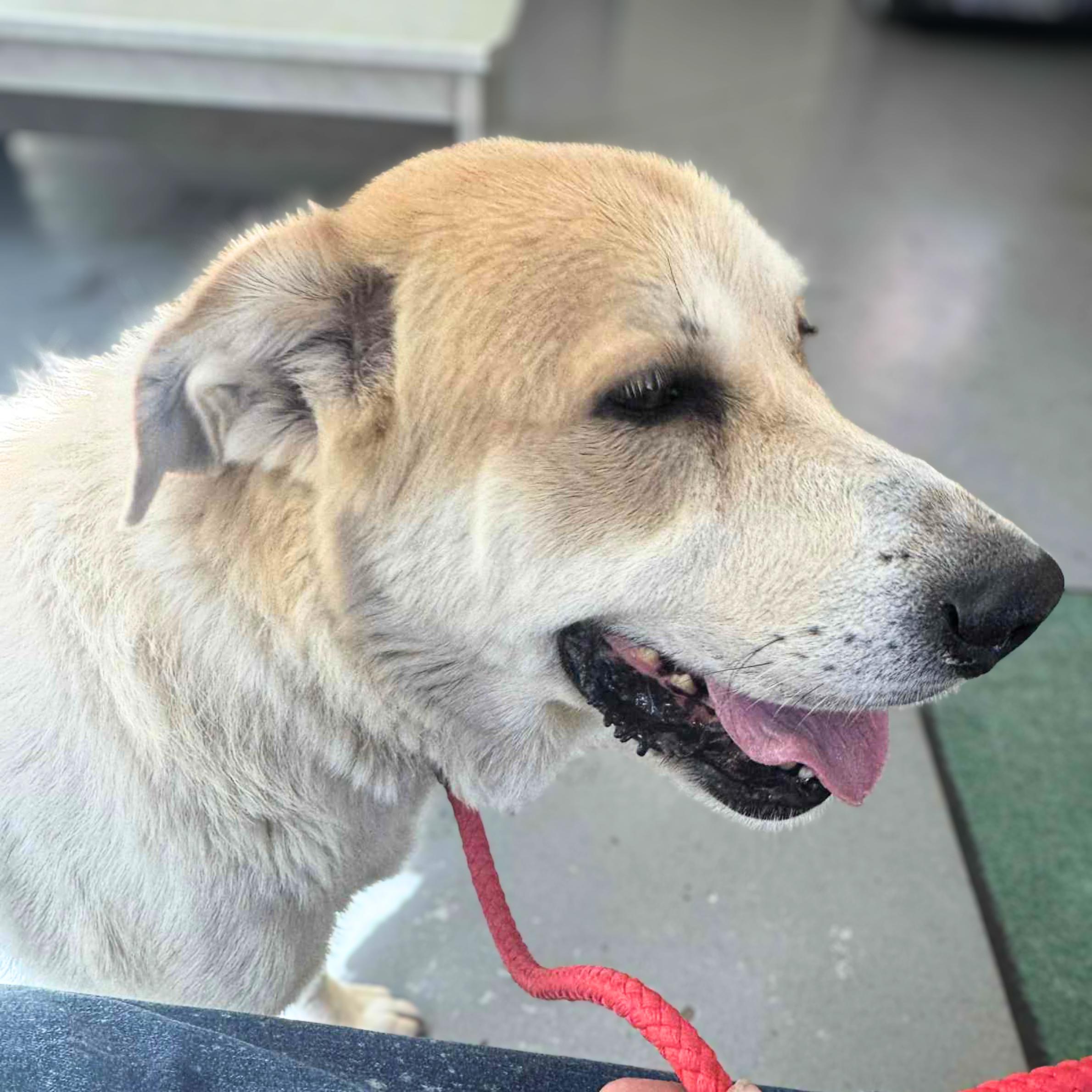 The Shining thumbnail 3