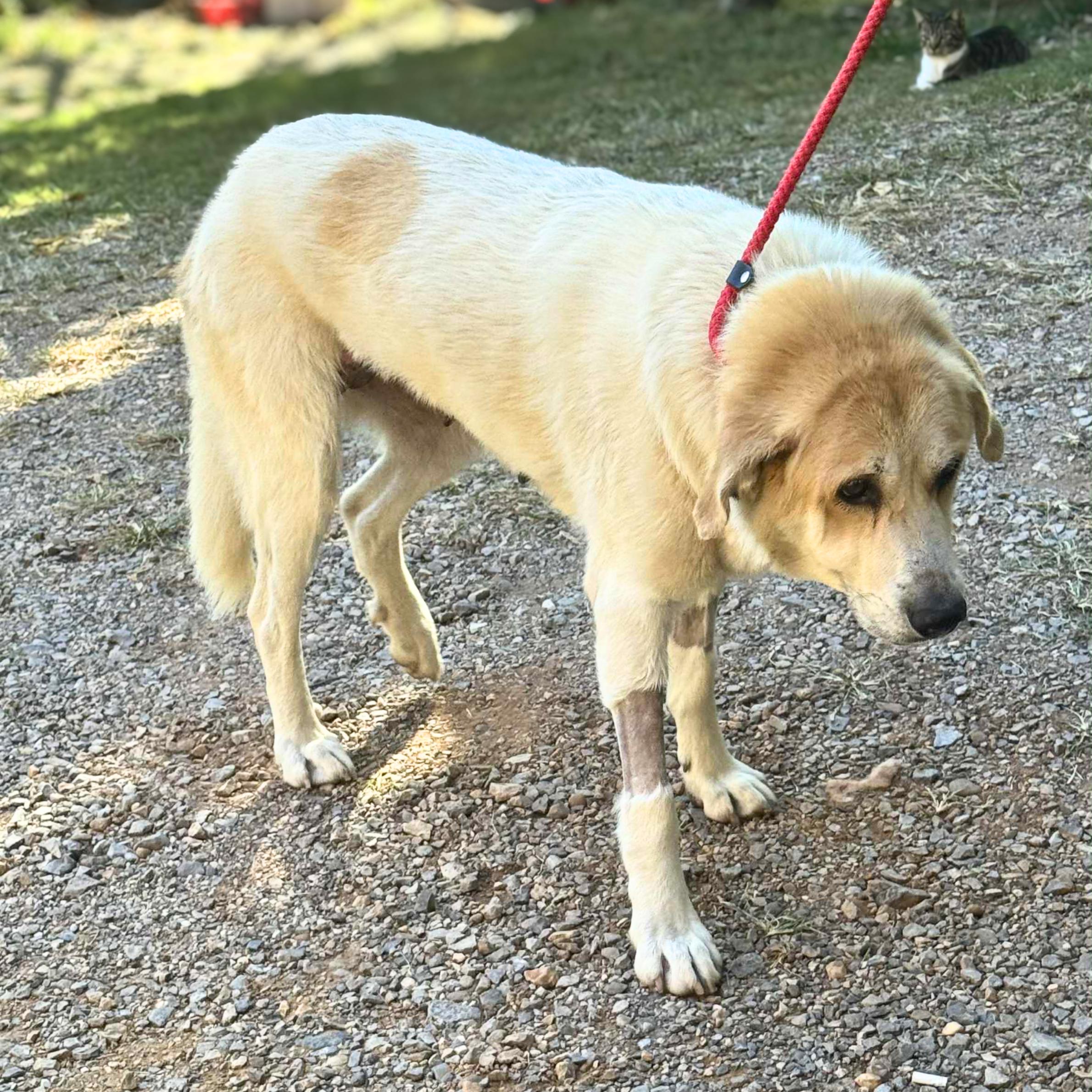 The Shining thumbnail 2