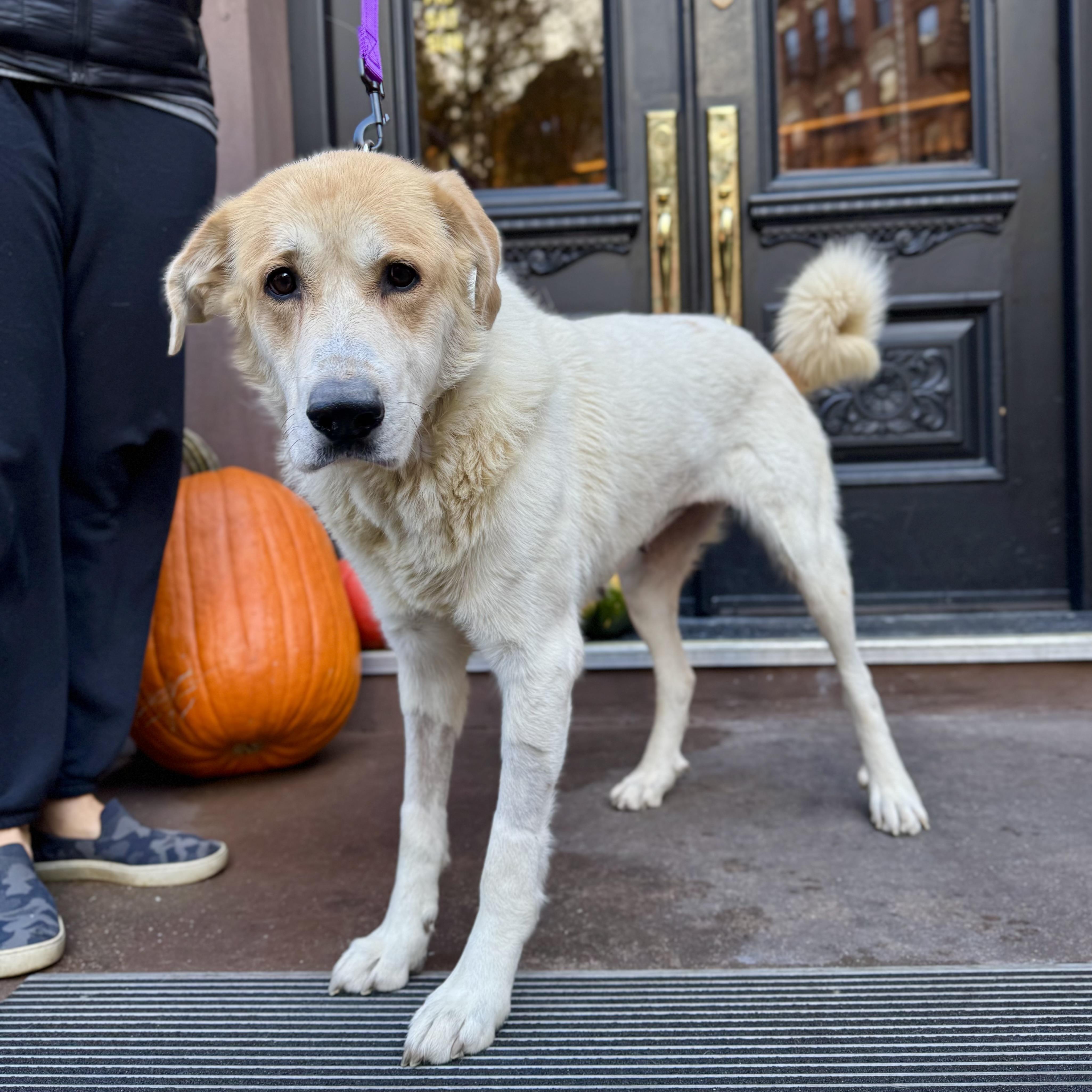 The Shining thumbnail 4