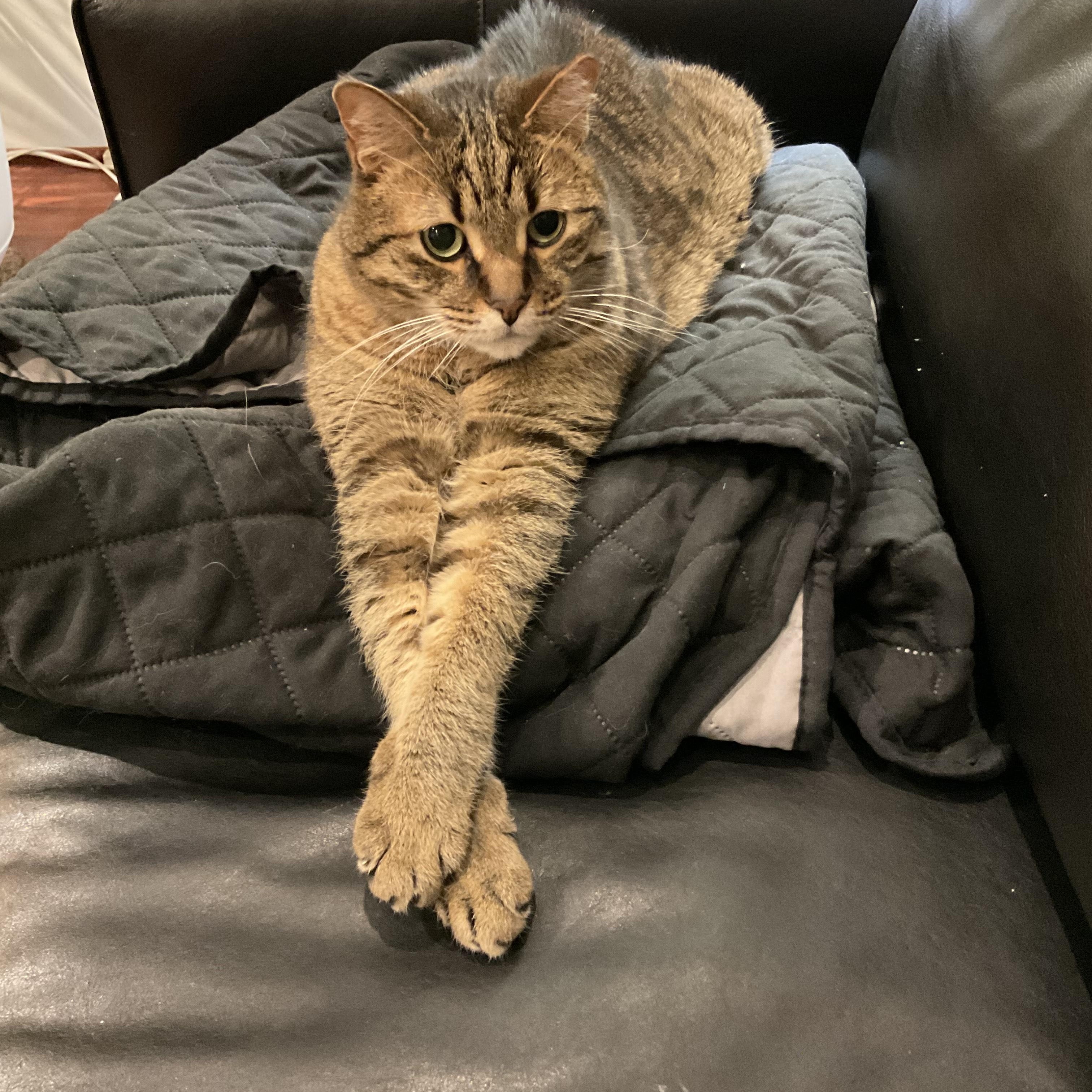Diggs, a ADOPTABLE Domestic Short Hair in Woodville , WI image 1/5