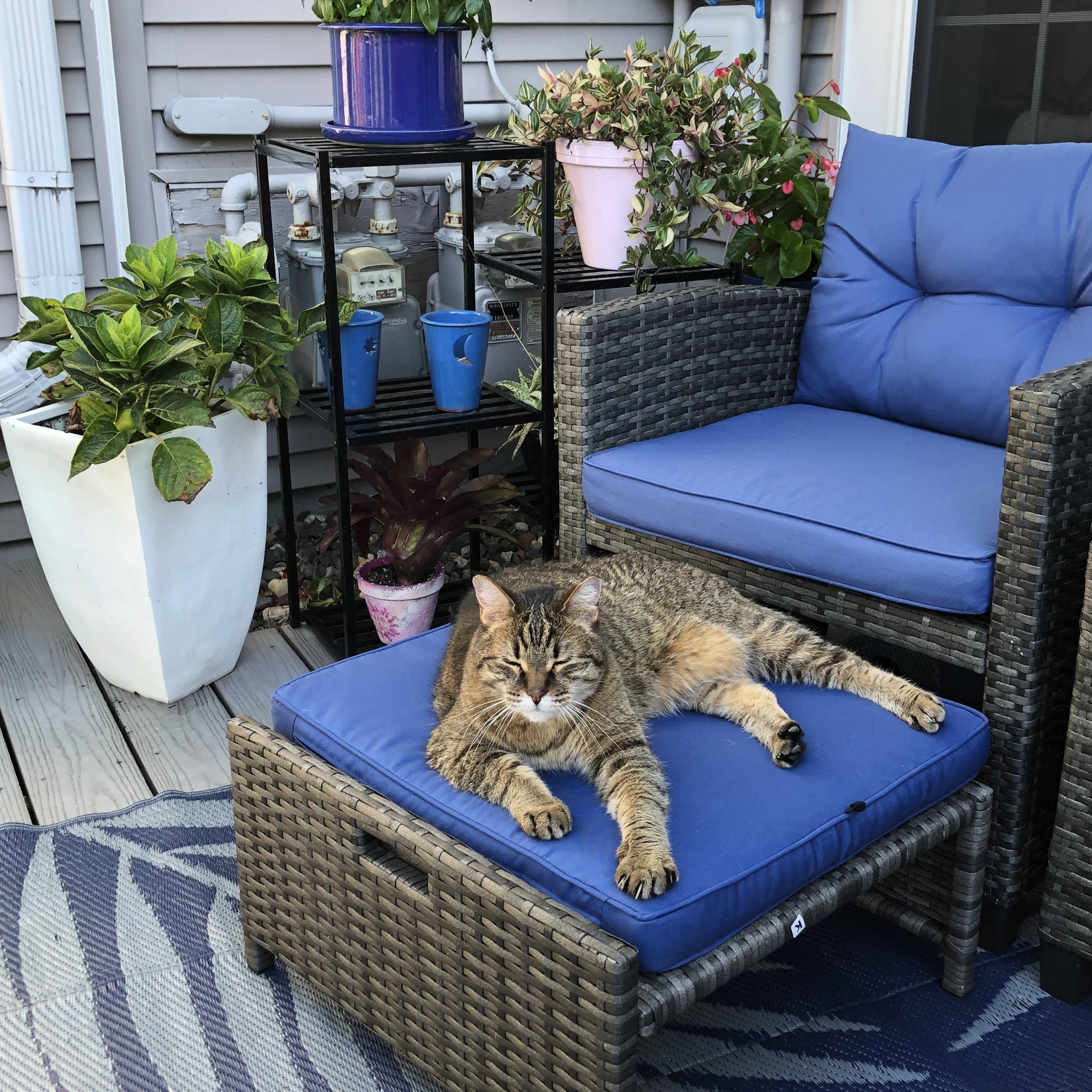 Diggs, a ADOPTABLE Domestic Short Hair in Woodville , WI image 4/5