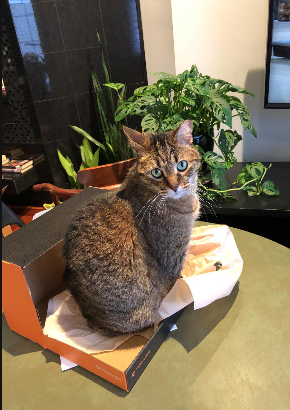 Diggs, a ADOPTABLE Domestic Short Hair in Woodville , WI image 3/5