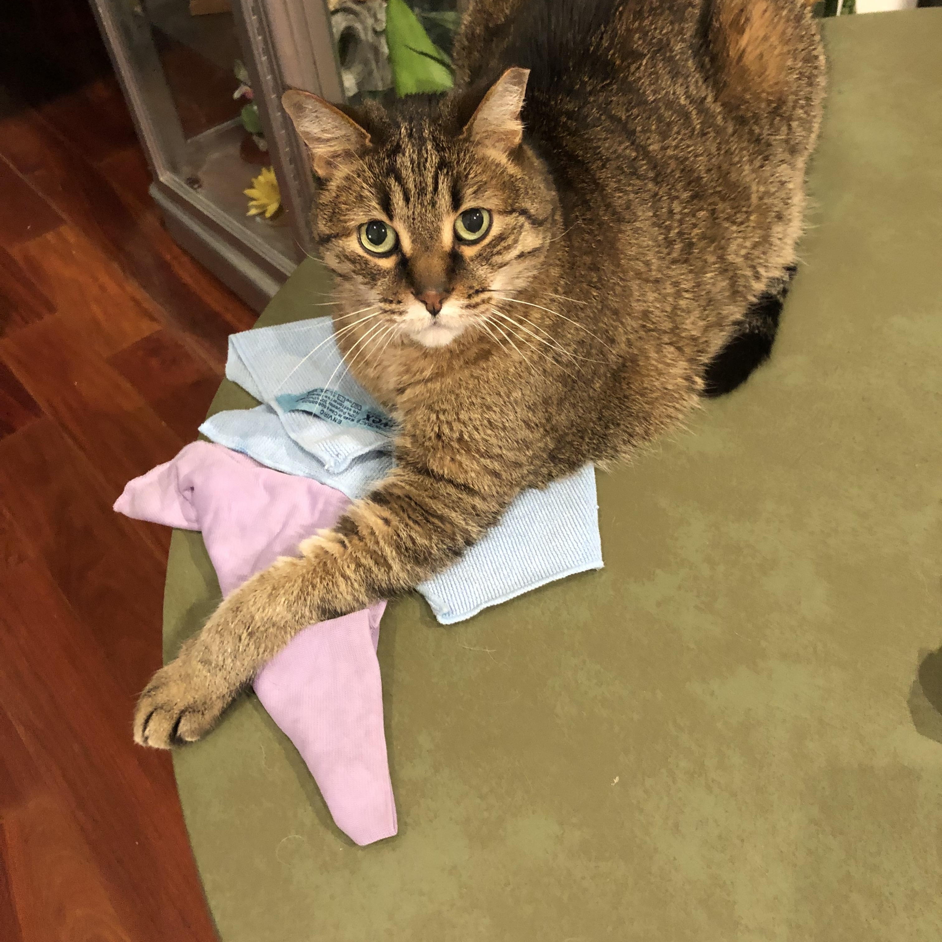 Diggs, a ADOPTABLE Domestic Short Hair in Woodville , WI image 2/5