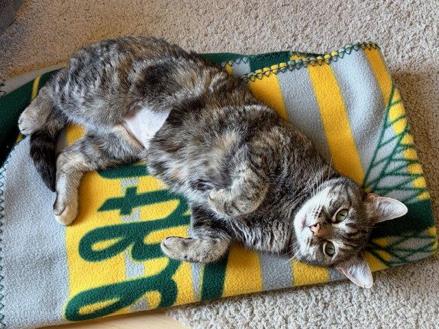 Enlarge Cauliflower, a Adoptable Domestic Short Hair in Oakland, CA image 1/3