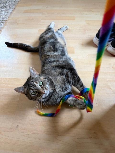 Enlarge Cauliflower, a Adoptable Domestic Short Hair in Oakland, CA image 2/3