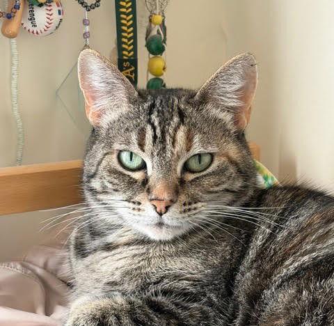 Cauliflower, Adoptable, Adult Female Domestic Short Hair.