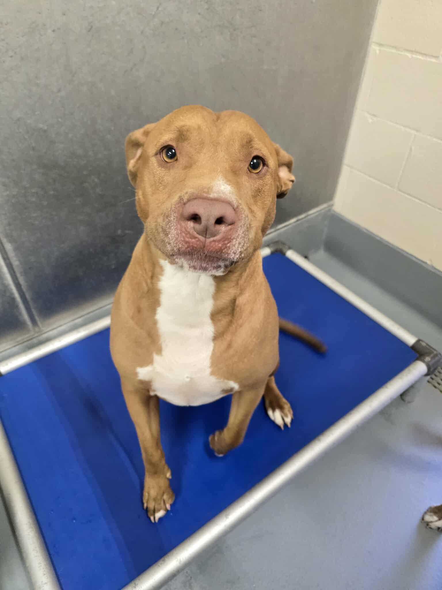 Enlarge Aries, a Adoptable Pit Bull Terrier in Silver Springs, NV image 2/3