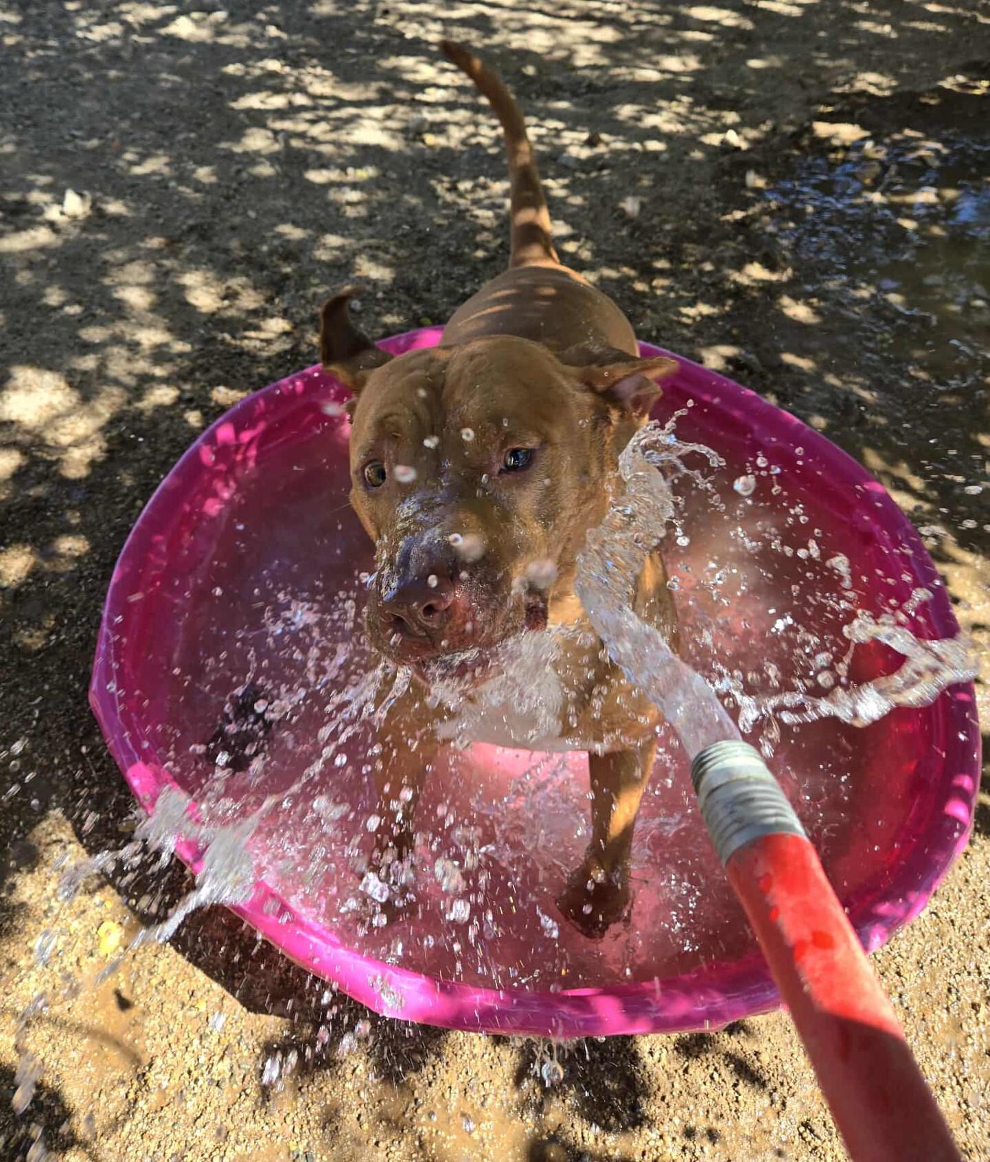 Enlarge Aries, a Adoptable Pit Bull Terrier in Silver Springs, NV image 3/3