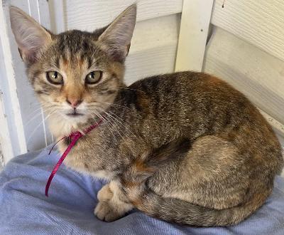 Enlarge Clove, a Adoptable mixed breed in Franklin, WV image 1/5