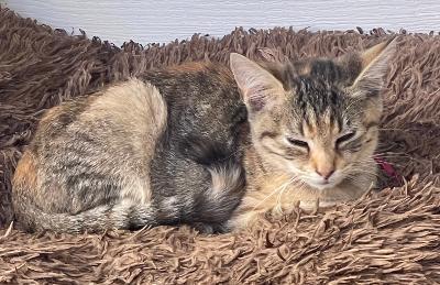 Enlarge Clove, a Adoptable mixed breed in Franklin, WV image 2/5