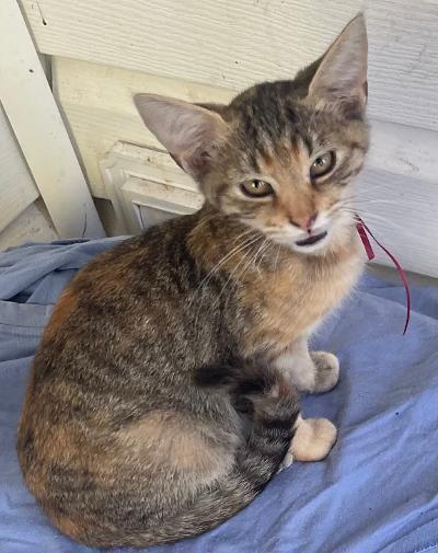Enlarge Clove, a Adoptable mixed breed in Franklin, WV image 3/5