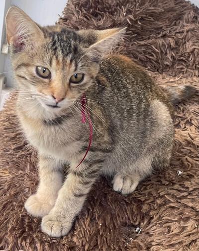 Enlarge Clove, a Adoptable mixed breed in Franklin, WV image 4/5