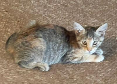 Enlarge Clove, a Adoptable mixed breed in Franklin, WV image 5/5