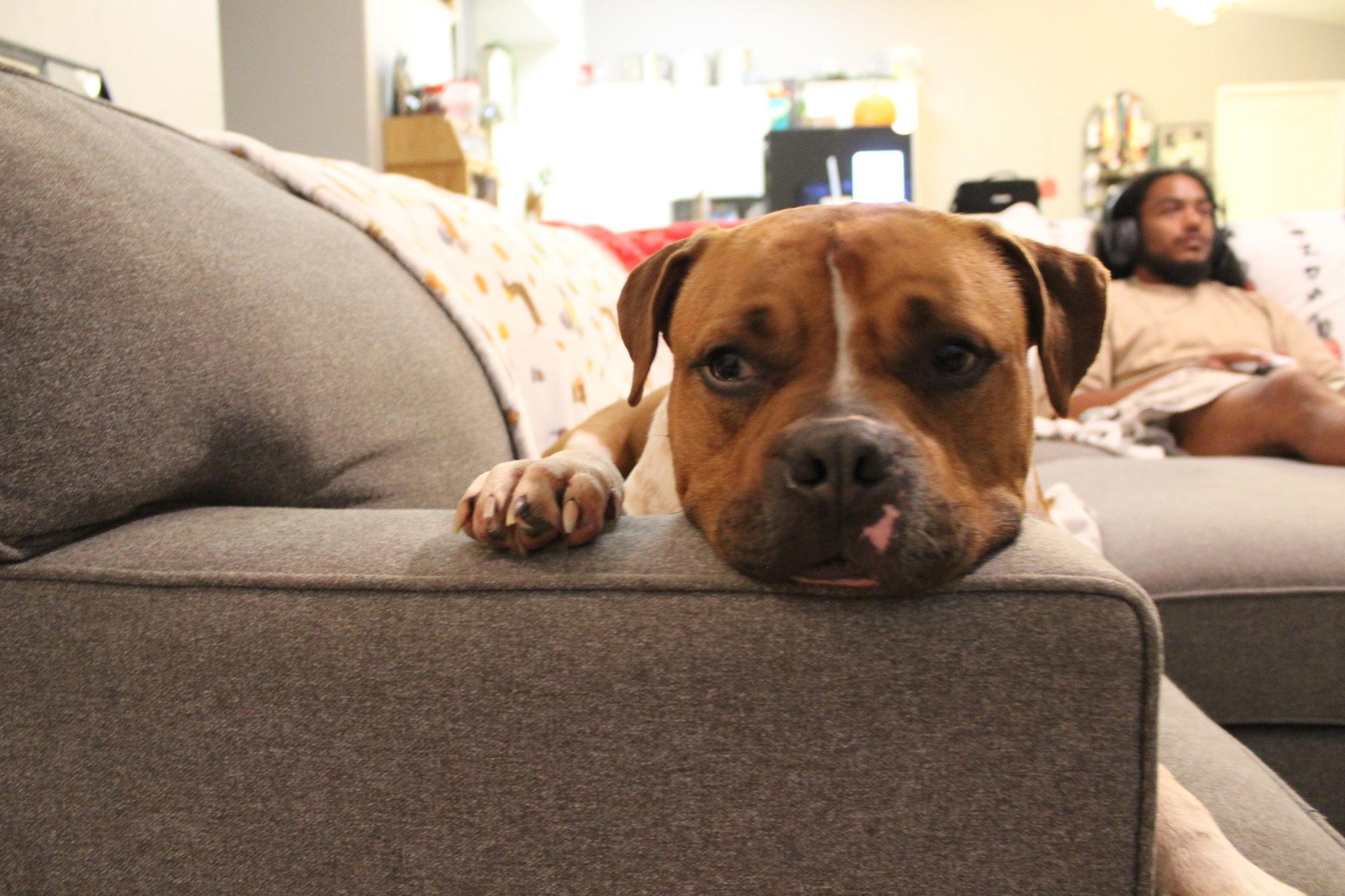 Bobbie, Adoptable, Young Male Boxer & Pit Bull Terrier.