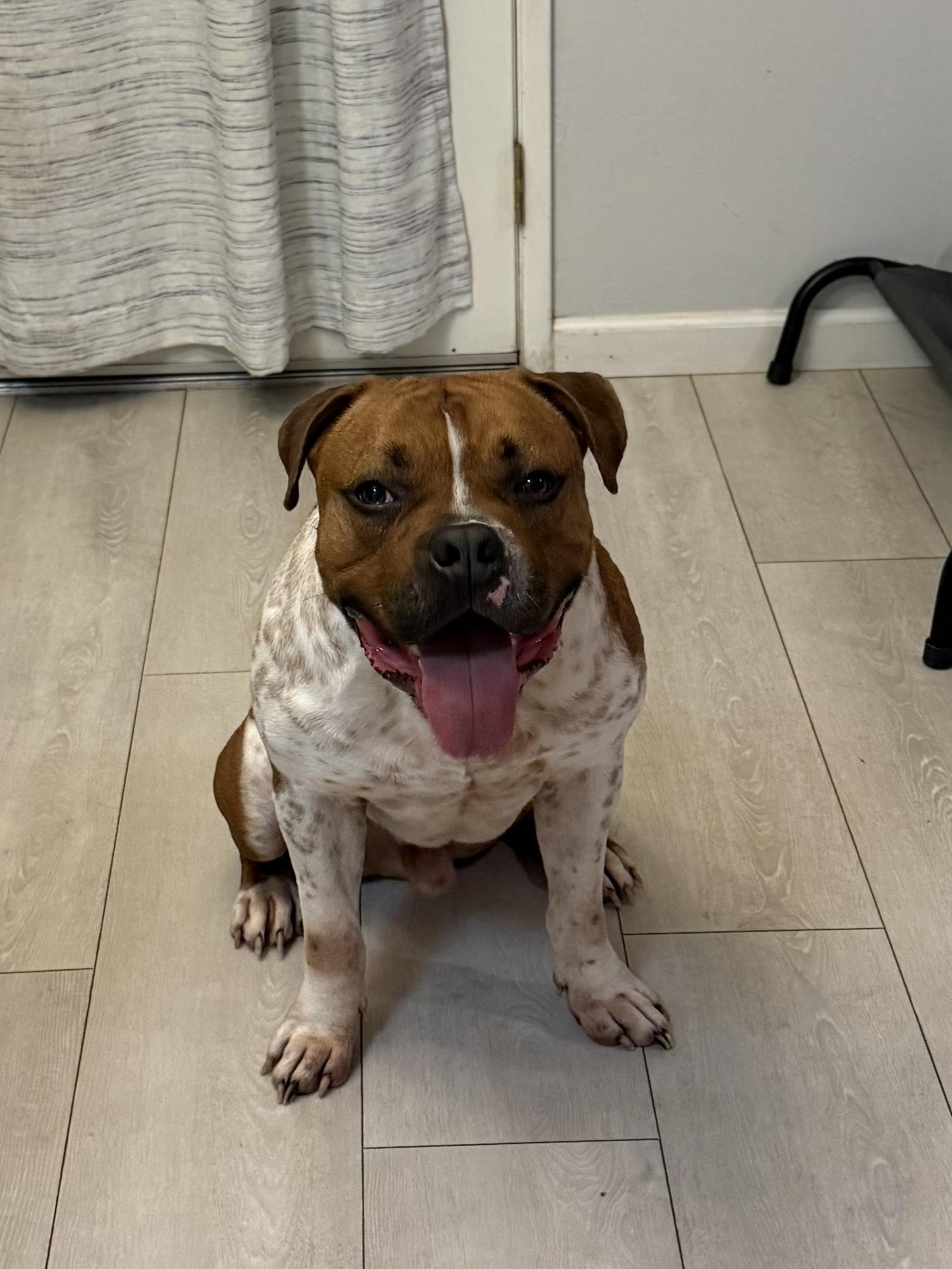 Enlarge Bobbie, a Adoptable mixed breed in West Hollywood, CA image 3/6
