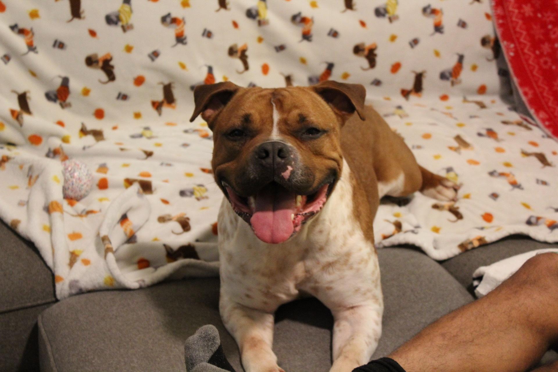 Enlarge Bobbie, a Adoptable mixed breed in West Hollywood, CA image 6/6