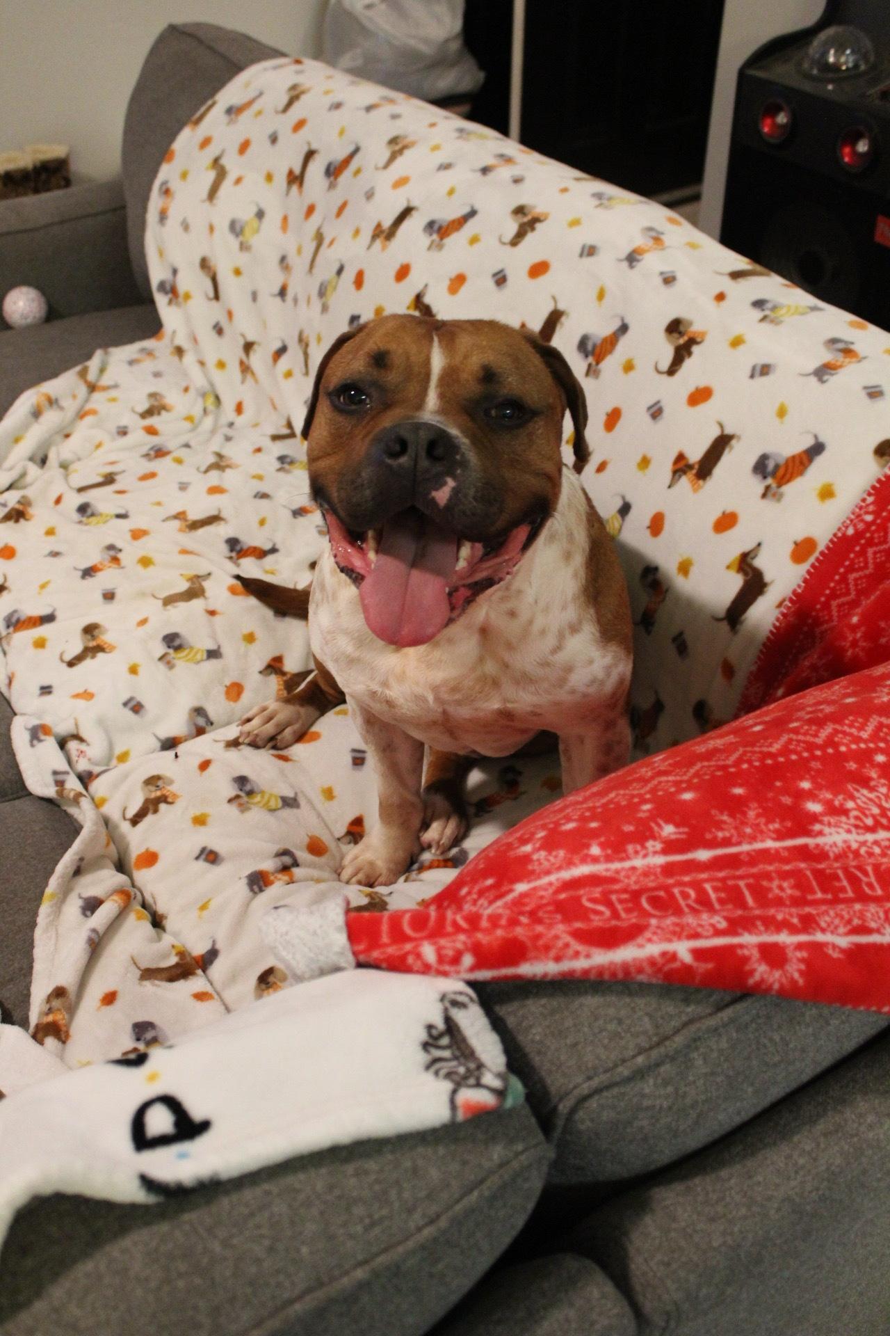 Enlarge Bobbie, a Adoptable mixed breed in West Hollywood, CA image 5/6